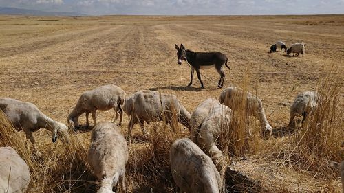 Horses in a field