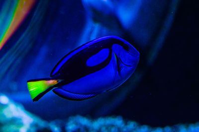 Close-up of blue fish in water seen through glass tank in aquarium