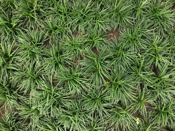 Full frame shot of plants in garden