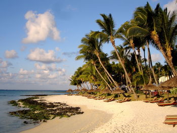 Palm trees on beach