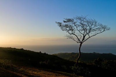 Bare trees on landscape