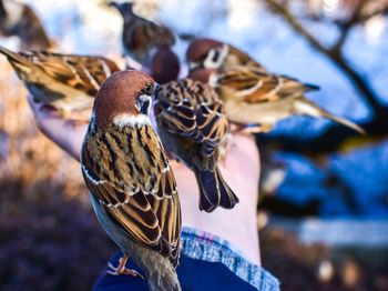 Close-up of bird