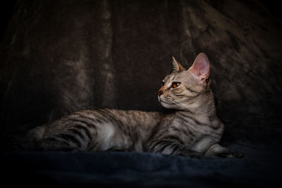 Close-up of a cat resting