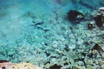 High angle view of fish swimming in sea