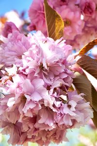 Close-up of pink flowers blooming outdoors