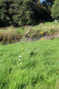 Plants growing on field