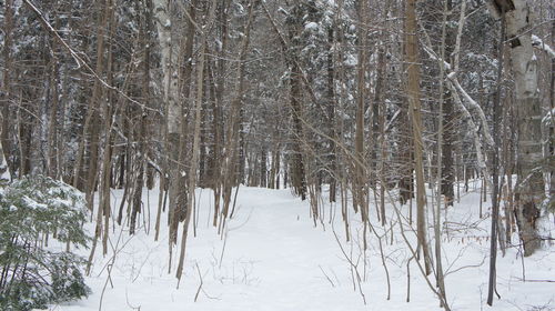Snow covered trees in forest