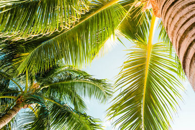 Low angle view of palm trees against sky