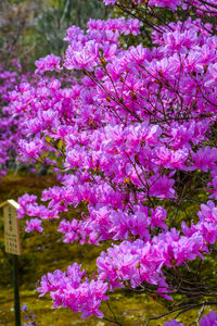 Close-up of pink cherry blossoms in spring