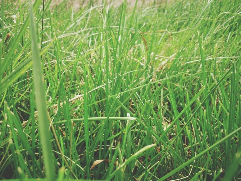 grass, green color, growth, field, nature, blade of grass, plant, beauty in nature, tranquility, grassy, green, freshness, growing, lush foliage, day, outdoors, no people, close-up, tranquil scene, full frame