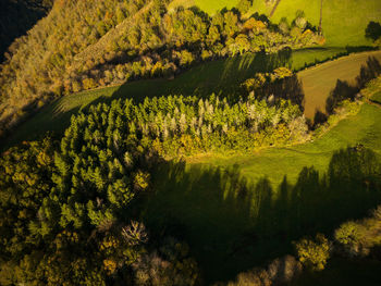 High angle view of plants on field