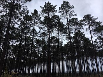 Low angle view of trees in forest