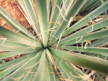 Full frame shot of green plant in forest