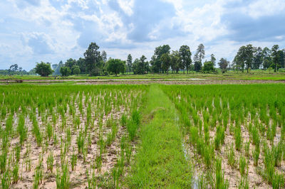 Scenic view of agricultural field against sky