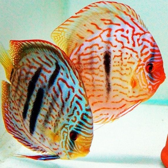 Discus twins