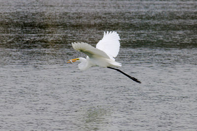 White swan flying over lake