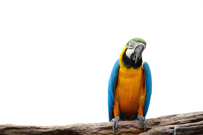 Close-up of a bird perching on wood