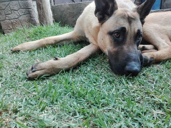 Close-up portrait of dog relaxing on grass