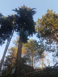 Low angle view of trees against sky