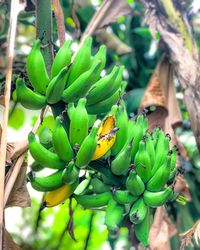 Close-up of green perching on plant