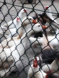 Close-up of birds in cage seen through chainlink fence