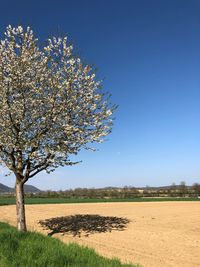 Cherry tree on field against clear blue sky