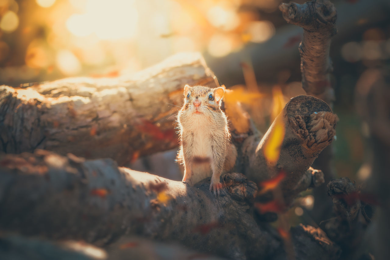 CLOSE-UP OF SQUIRREL SITTING