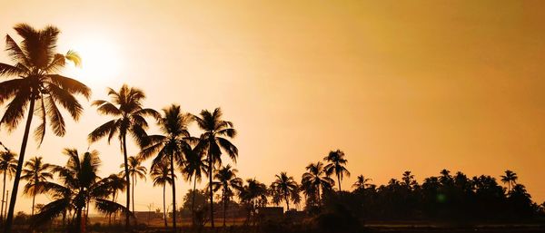 Sunset , coconut tree, beautiful scenery, evening time, sky is light orange color