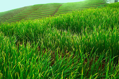 Crops growing on field