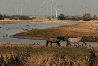 Horses on a field