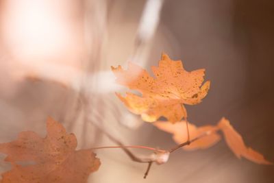 Close-up of dry maple leaf on autumnal leaves