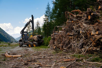 Stack of logs against trees in forest