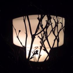 Close-up of plant against blurred background