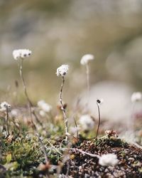 Close-up of white flowers growing on field