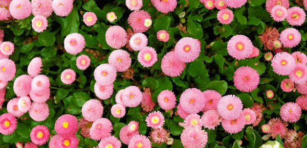 Full frame shot of pink flowering plants