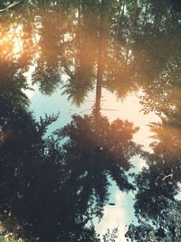 Low angle view of trees against sky on sunny day