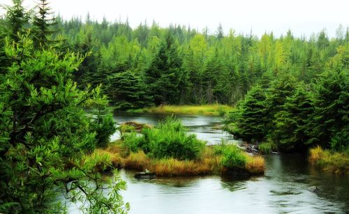 Reflection of trees in calm lake