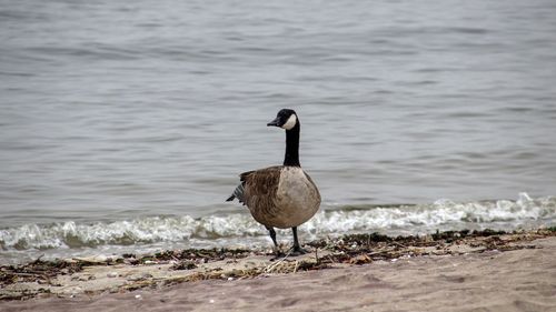 Geese perching on a beach