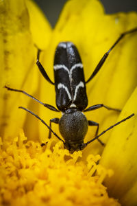 Close-up of tiny beetle on yellow flower