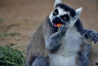 Portrait of lemur eating food