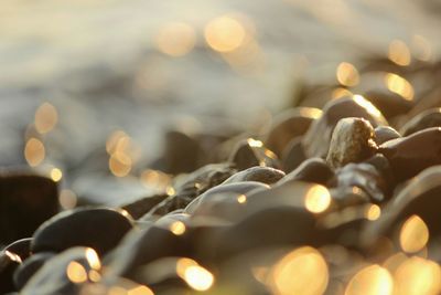 Close-up of plant against blurred background