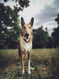 Portrait of dog on field