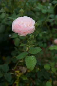 Close-up of pink flower blooming outdoors