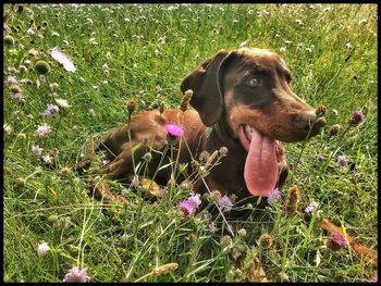 Dog standing on grassy field