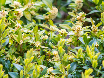 Close-up of plants