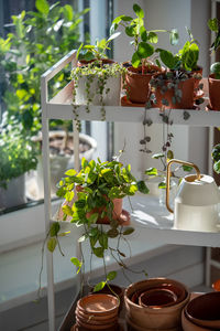 Potted plant on table