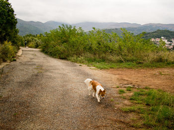 Dog walking on road by mountain against sky