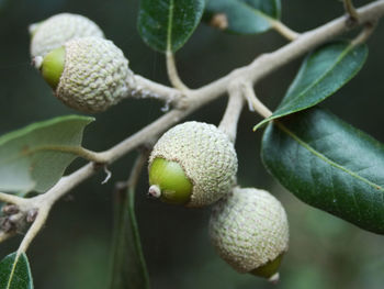 Close-up of leaves against blurred background