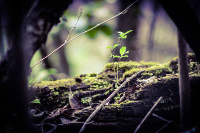 Close-up of moss growing on tree trunk