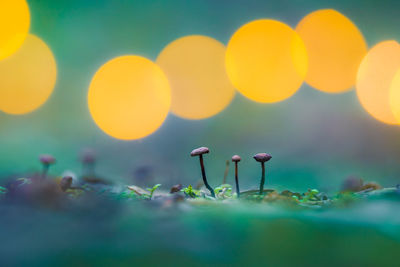 Beautiful, small mushrooms growing on the forest floor during spring. 